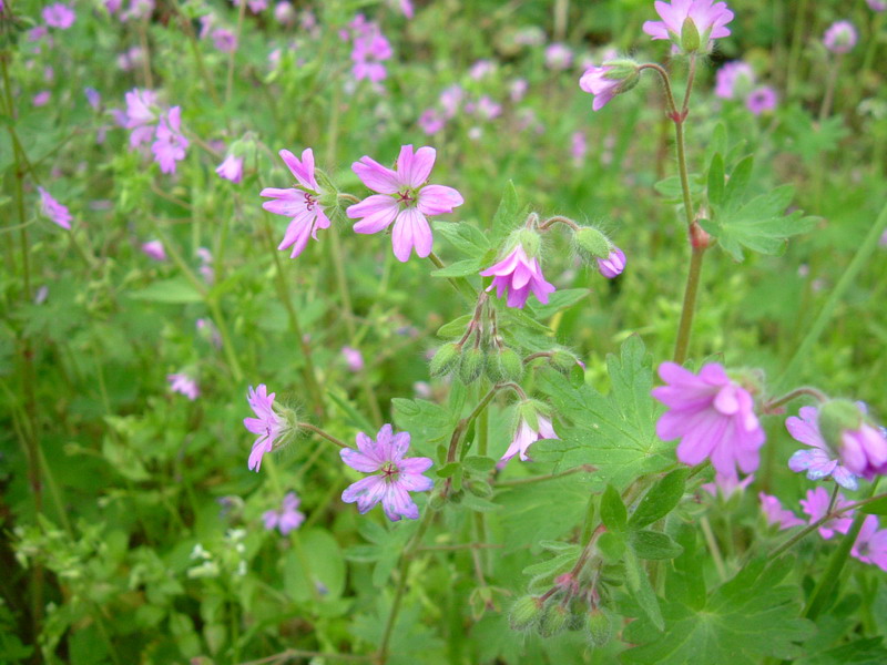Geranium molle / Geranio molle